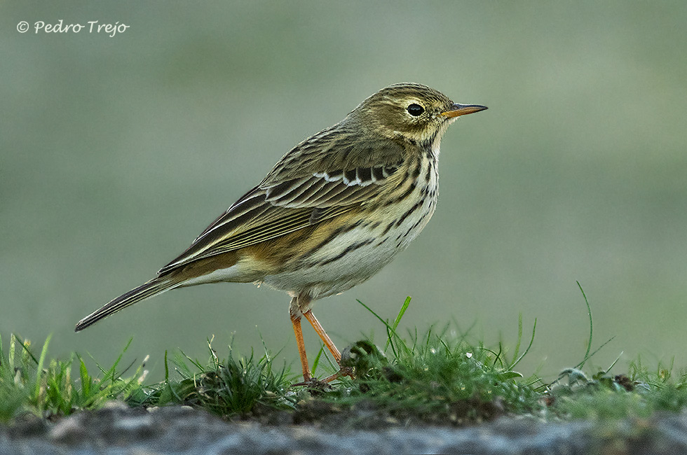 Bisbita común (Anthus pratensis)